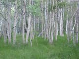 Grove of quaking aspen with smooth pale trunks tinged cream and green, standing in tall grass