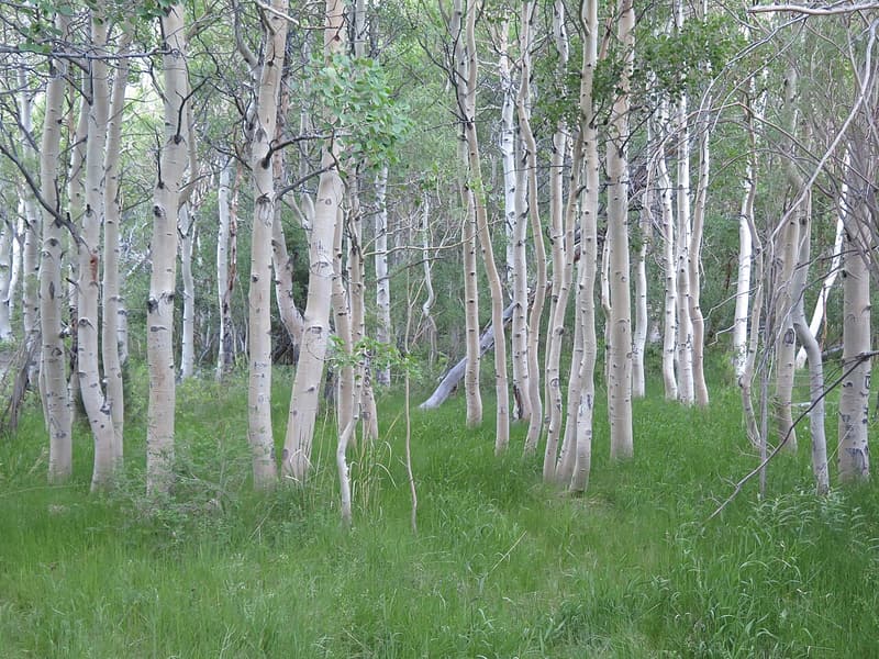 Grove of quaking aspen with smooth pale trunks tinged cream and green, standing in tall grass