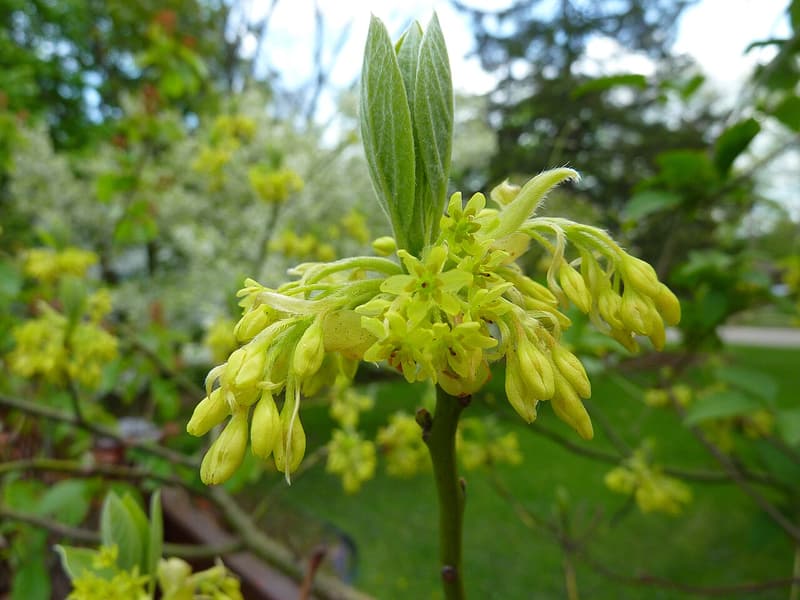 Sassafras twig in flower, the stem green and the small flower clusters yellow-green