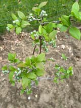 Young lowbush blueberry branch hung with clusters of small, pale green berries among fresh leaves over bare soil