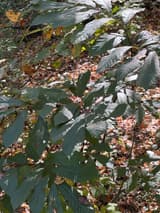A patch of pawpaw shoots with large drooping dark green leaves over a floor of fallen brown leaves