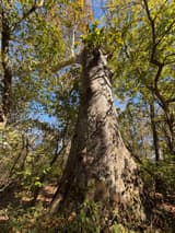 Looking up the mottled trunk of a large American sycamore into a canopy of green and yellow leaves and blue sky