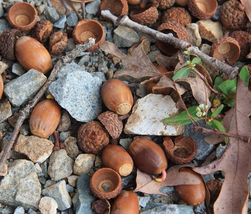 White oak acorns and empty caps on gravel, one acorn pushing a short pink root out of its tip