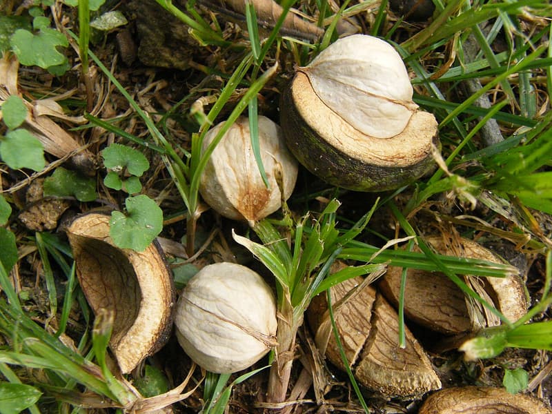 Hickory nuts lying in grass under the tree, their thick husks split open and peeling away