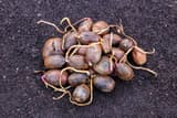 A heap of acorns on dark soil, each pushing out a pale root an inch or two long