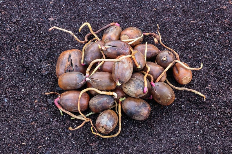 A heap of acorns on dark soil, each pushing out a pale root an inch or two long