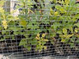 Seed-grown oak seedlings in root-pruning pouches on a concrete pad, some leaves yellow, seen through galvanized welded wire