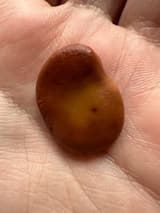 Smooth dark brown pawpaw seed with a paler amber patch, bean-shaped and about an inch long, lying in the palm of a hand