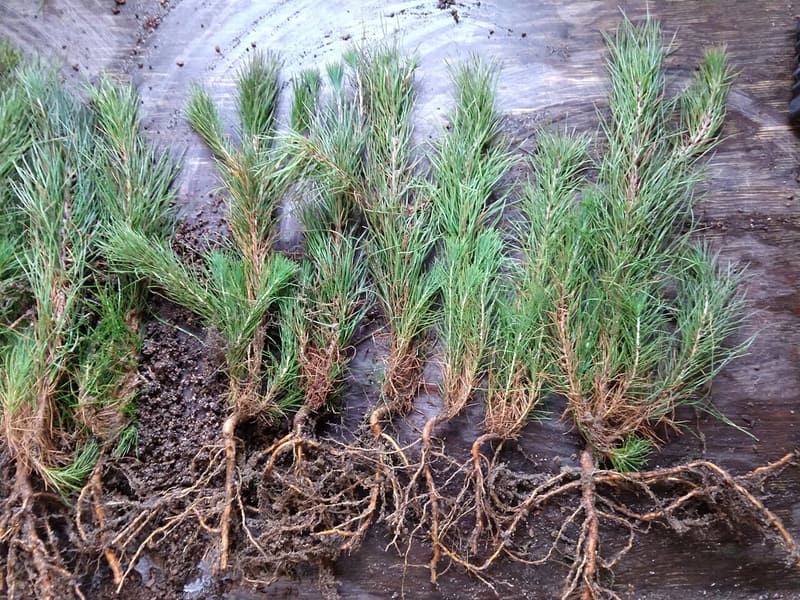 Row of bare-root shortleaf pine seedlings on a wet board, green tops above and bare branching roots below