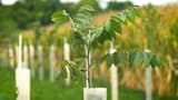 Young black walnut with compound leaves growing out of a white tree tube, more tubes in a row behind