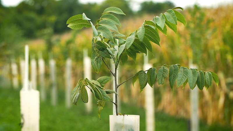 Young black walnut with compound leaves growing out of a white tree tube, more tubes in a row behind