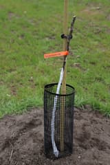 A slender bare-root apple whip just planted, tied to a bamboo stake inside a black mesh cage on bare soil