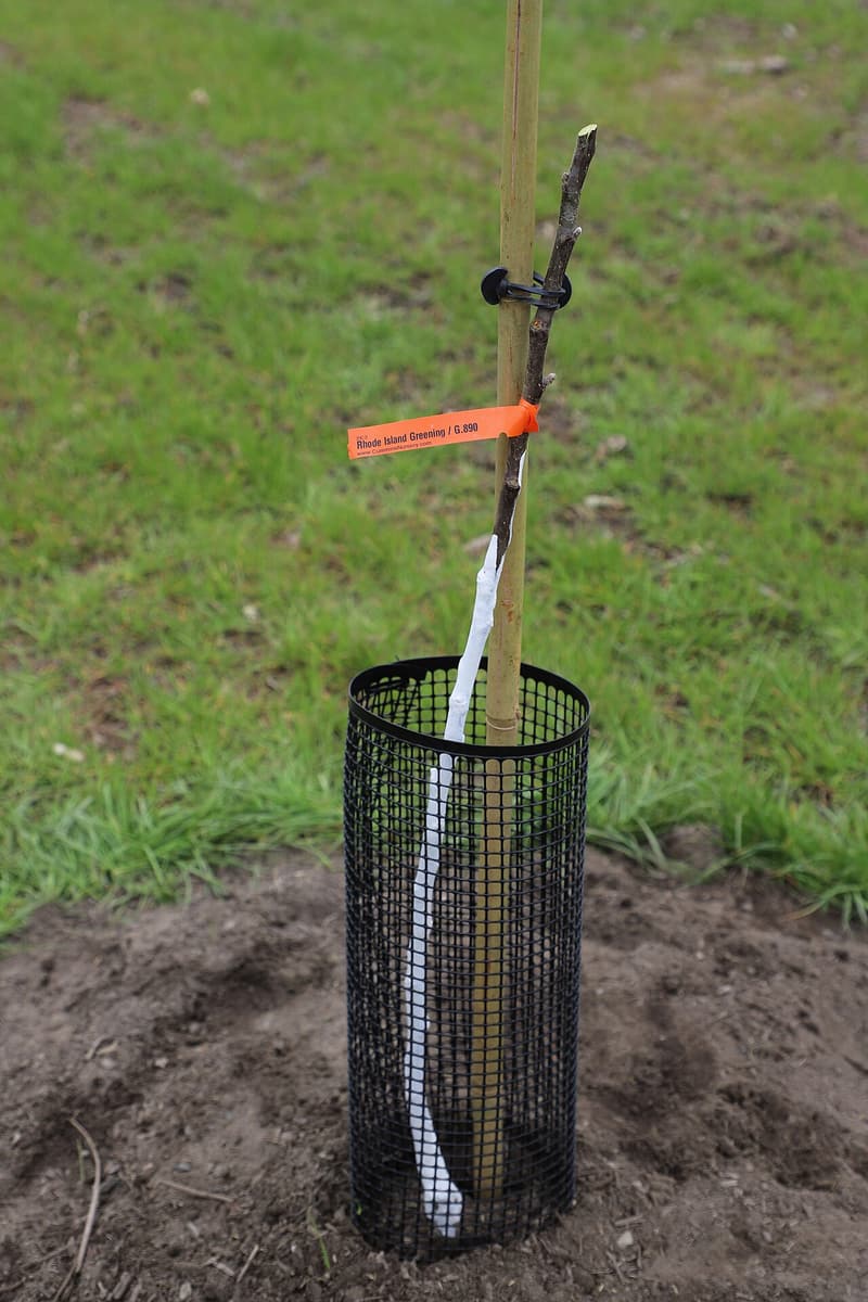 A slender bare-root apple whip just planted, tied to a bamboo stake inside a black mesh cage on bare soil