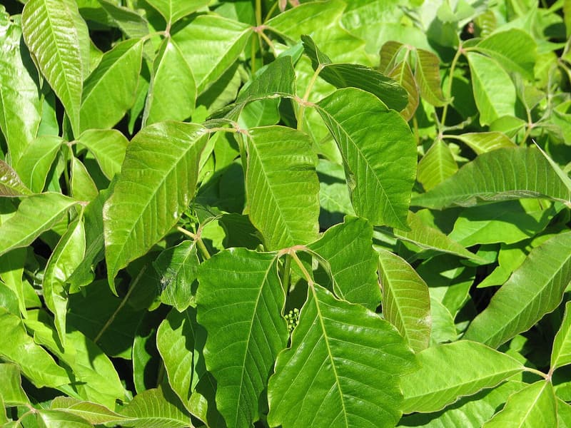 Glossy green poison ivy leaves, each split into three pointed leaflets, with a small cluster of green flower buds