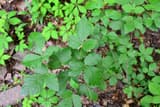 Fragrant sumac leaves of three lobed leaflets in front of Virginia creeper leaves with five leaflets each