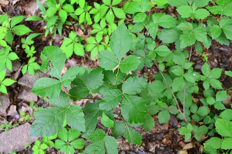Fragrant sumac leaves of three lobed leaflets in front of Virginia creeper leaves with five leaflets each