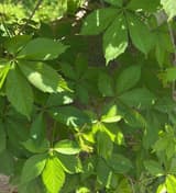 Virginia creeper leaves, each of five toothed leaflets spreading from one point at the end of its stalk