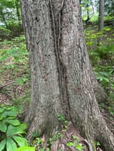 Two slender poison ivy vines furred with fine rootlets running up the middle of a big furrowed trunk in summer woods