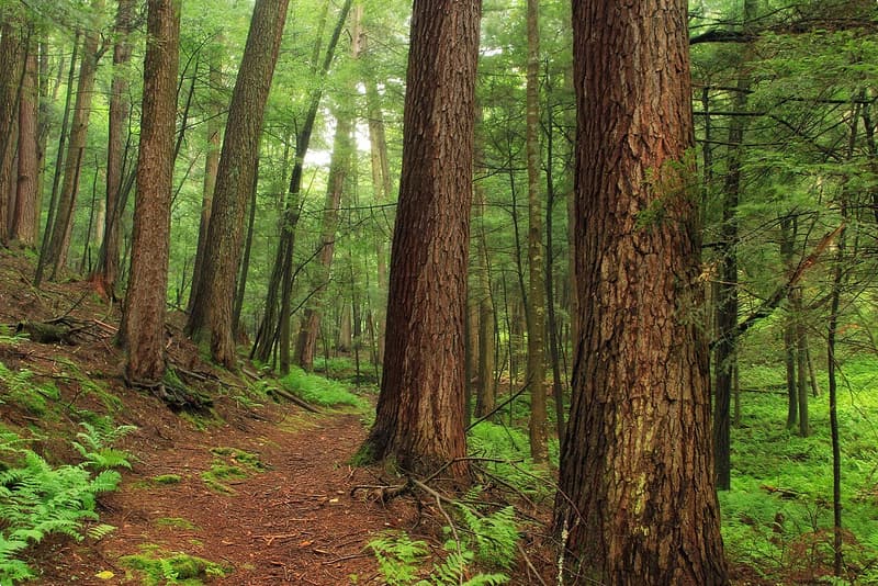 Trail through an old-growth stand of big hemlocks and pines over ferns