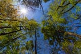 Looking straight up into the canopy of tall old-growth hardwoods in Congaree National Park