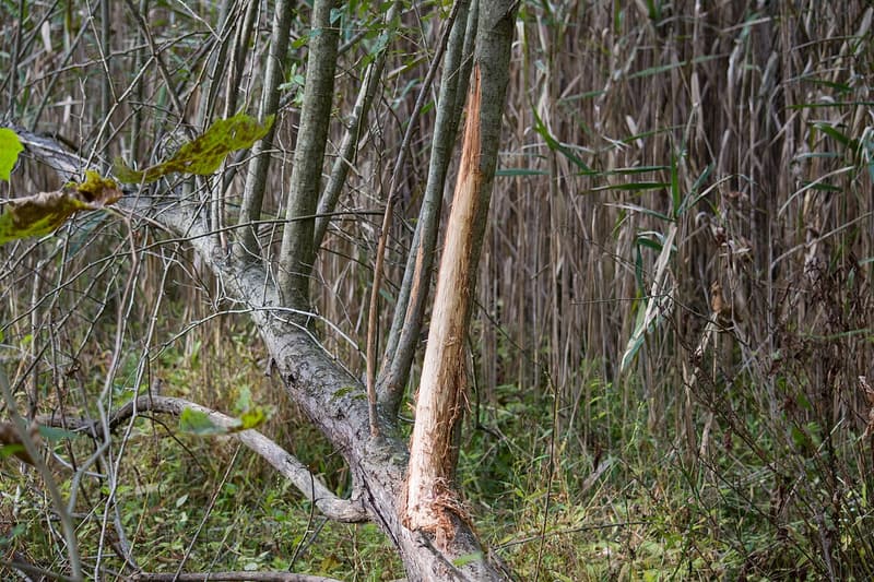 Sapling with the bark rubbed off one side, raw orange wood showing along the stem