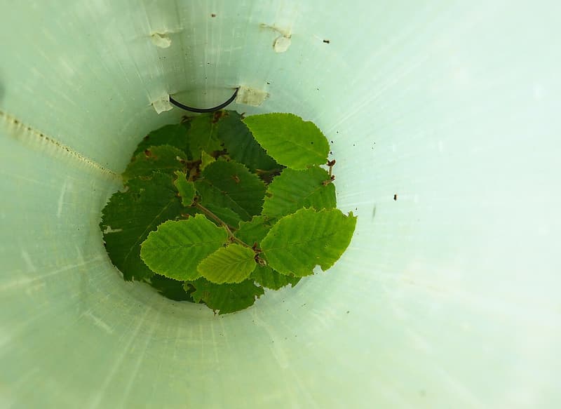 Looking down into a translucent tree shelter tube at a young hornbeam seedling growing inside it