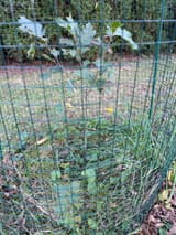 Thin young scarlet oak inside a cylinder of green welded wire held up by a steel stake, grass at its foot, a hedge behind it