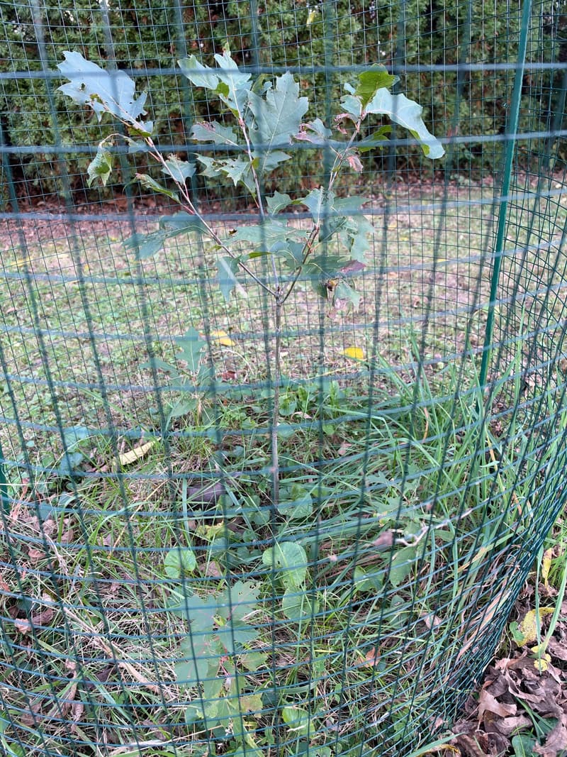 Thin young scarlet oak inside a cylinder of green welded wire held up by a steel stake, grass at its foot, a hedge behind it