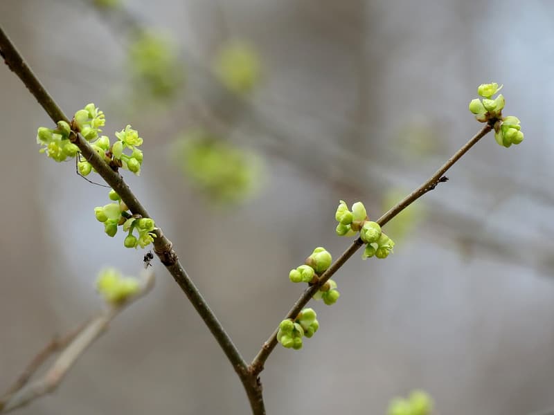 Clusters of small yellow-green spicebush flowers opening along thin bare twigs