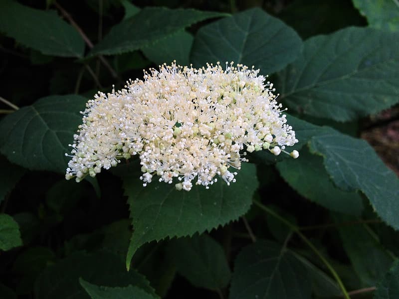 A flat, lacy cluster of small white wild hydrangea flowers above broad, toothed green leaves