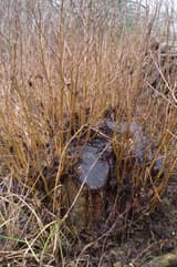 A dark cut stump ringed by a dense crowd of thin, straight new shoots in winter