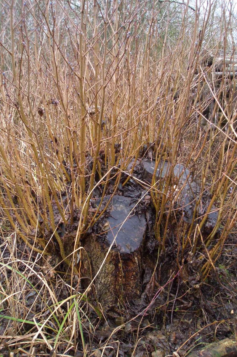 A dark cut stump ringed by a dense crowd of thin, straight new shoots in winter