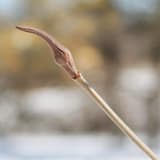 A nannyberry twig tip in winter with one plump flower bud, swollen at its base and tapering to a long curved point