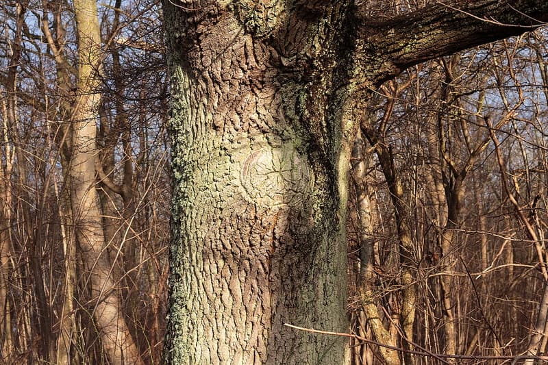 Oak trunk with a large round pruning wound almost closed by a ring of woundwood
