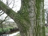 Swollen ring of bark, the branch collar, where a limb meets the trunk of an oak