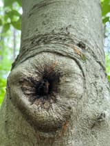 Smooth gray beech trunk with a round ring of new wood closing over a lost branch, fine lines radiating from a dark center
