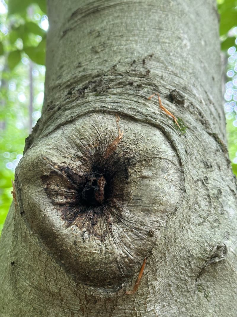 Smooth gray beech trunk with a round ring of new wood closing over a lost branch, fine lines radiating from a dark center