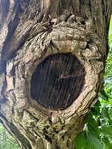 Round saw cut on a rough-barked old trunk, its exposed wood weathered dark and cracked, ringed by a thick roll of new wood