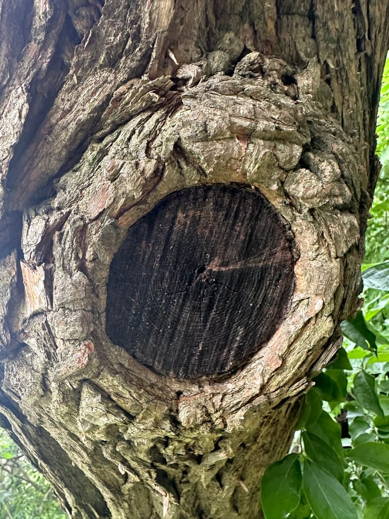Round saw cut on a rough-barked old trunk, its exposed wood weathered dark and cracked, ringed by a thick roll of new wood