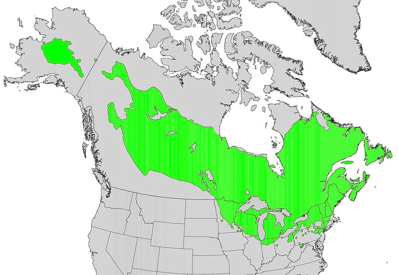 Map of North America with the tamarack’s range shaded green across Canada and the Northeast