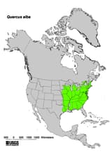 Map of the eastern United States with the natural range of white oak shaded in green