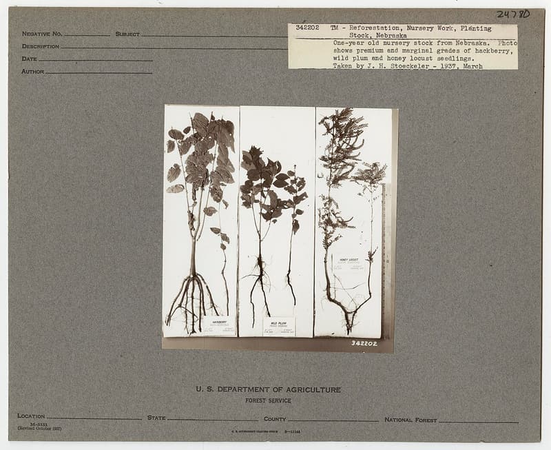 Three pairs of one-year seedlings with bare roots on white boards, a sturdy one beside a spindly one in each