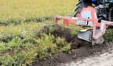 A red tractor-mounted blade undercutting a bed of cedar seedlings and lifting the soil around their roots
