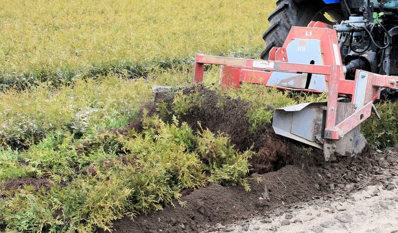 A red tractor-mounted blade undercutting a bed of cedar seedlings and lifting the soil around their roots