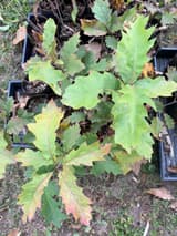 A northern red oak seedling in a root-pruning pouch, its bristle-tipped leaves edged and veined red, more pouches behind