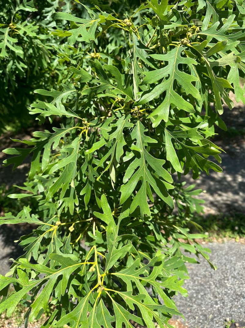 White oak shoot with deeply cut leaves whose narrow lobes end round, and clusters of tiny young acorns, a paved path behind