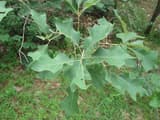 Bear oak shoot with small, shallowly lobed leaves, each pointed lobe tipped with a fine bristle