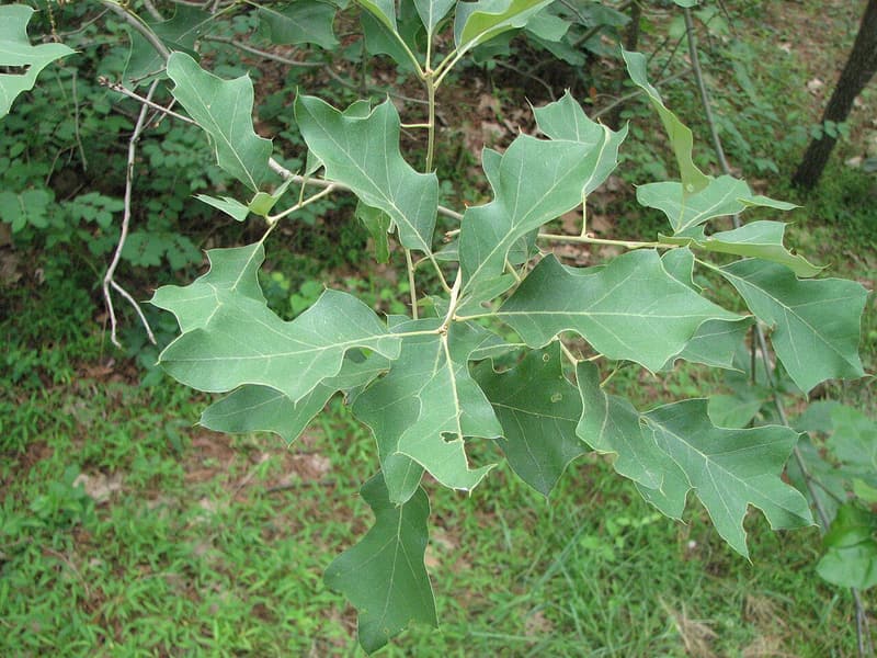 Bear oak shoot with small, shallowly lobed leaves, each pointed lobe tipped with a fine bristle