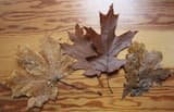 Dry leaves on a table: a maple leaf, two oak leaves with bristle-tipped lobes, and small round-lobed ones