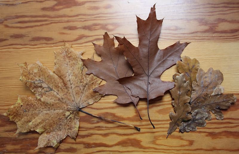 Dry leaves on a table: a maple leaf, two oak leaves with bristle-tipped lobes, and small round-lobed ones